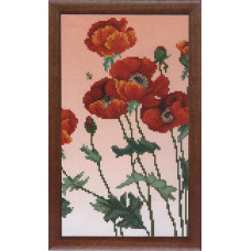 Poppy flower-2