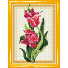 Schrenck's tulip