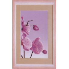 Orchid-3