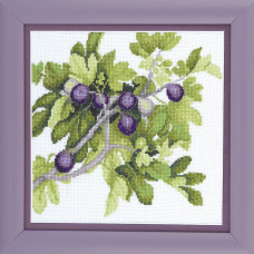 Figs 22x22 cm
