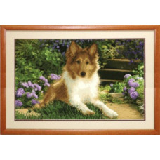 collie