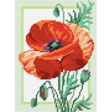 Poppy, 22x30 cm