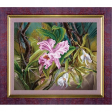 Orchids
