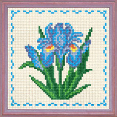 Blue iris with edging