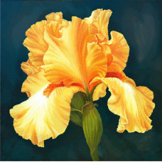 Sonyachny iris