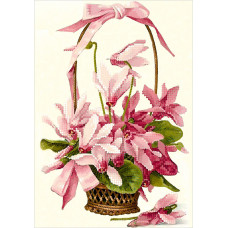 Basket of cyclamen