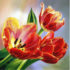 Barvy tulips
