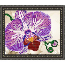 Orchid