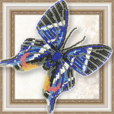 Rhetus Dysonii