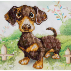 Dachshund dog