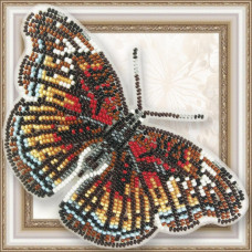 Euryphura Ð¡halcis