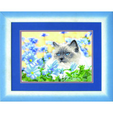 Kishka near cornflowers