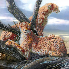 Safari