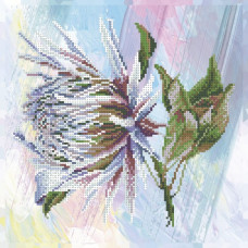 Protea