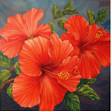 Chervoniy hibiscus