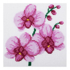 Orchid. 15x15 cm