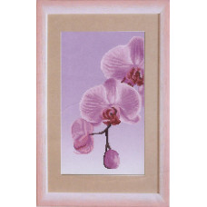Orchid-1